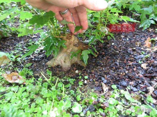 图解 三角枫下山桩18年制作成盆景