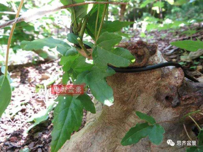 图解 三角枫下山桩18年制作成盆景
