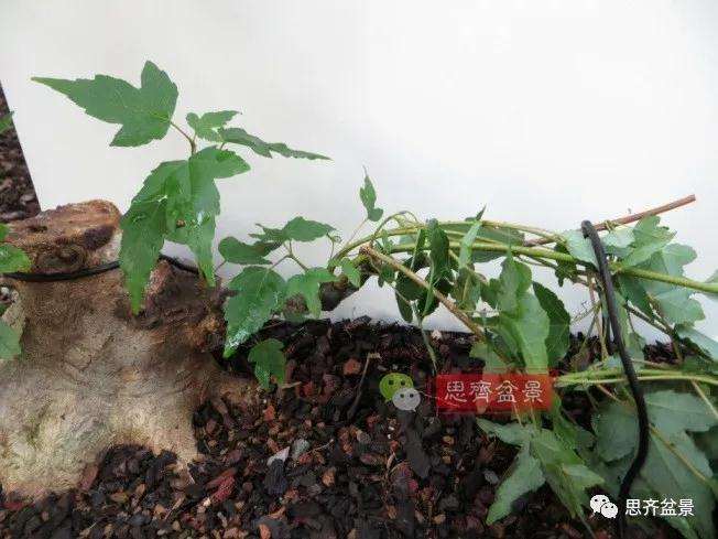 图解 三角枫下山桩18年制作成盆景