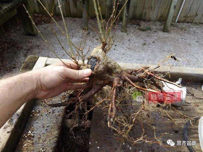 图解 三角枫下山桩18年制作成盆景