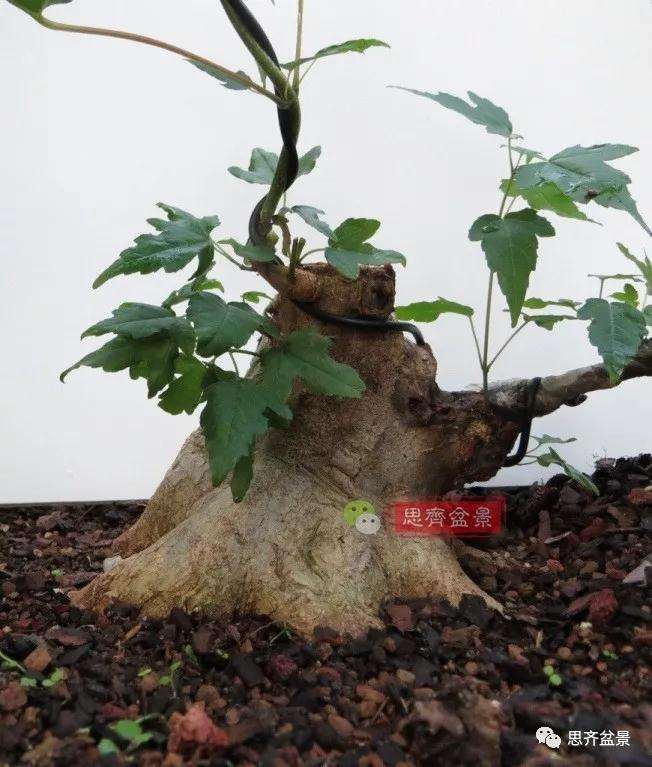 图解 三角枫下山桩18年制作成盆景