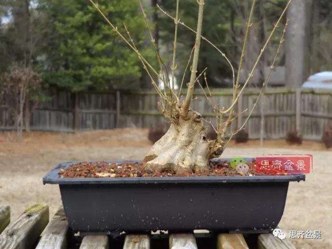 图解 三角枫下山桩18年制作成盆景