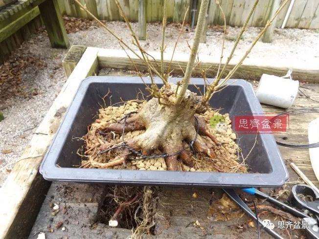 图解 三角枫下山桩18年制作成盆景