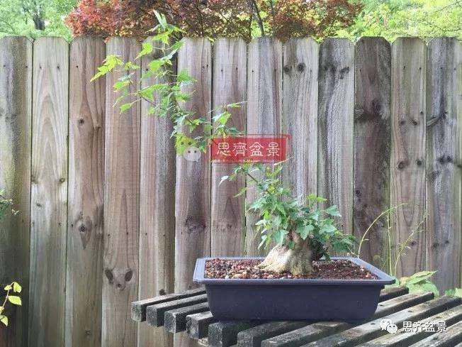 图解 三角枫下山桩18年制作成盆景