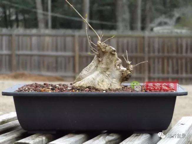 图解 三角枫下山桩18年制作成盆景