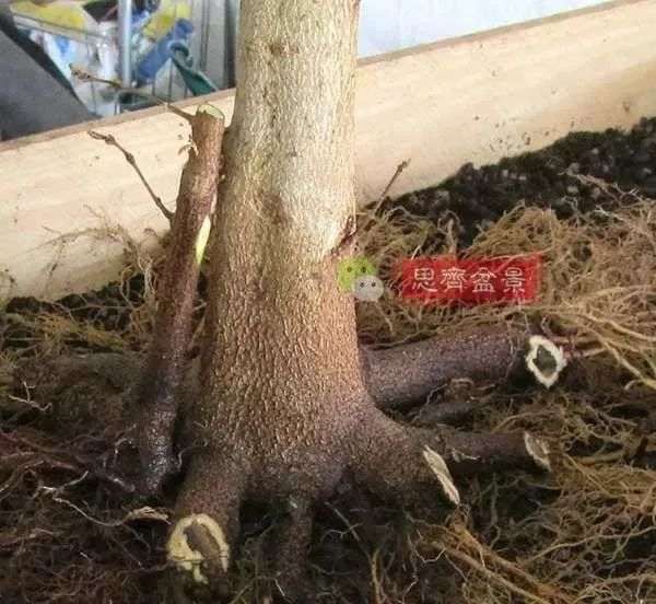 图解 三角枫下山桩怎么靠接补干的方法