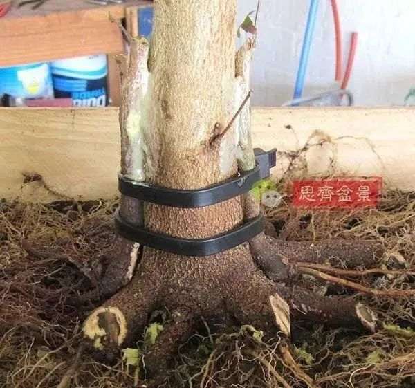 图解 三角枫下山桩怎么靠接补干的方法