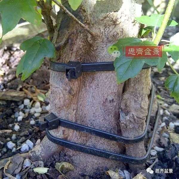 图解 三角枫下山桩怎么靠接补干的方法