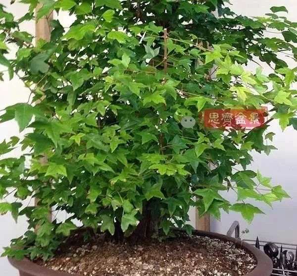 图解 三角枫下山桩怎么靠接补干的方法