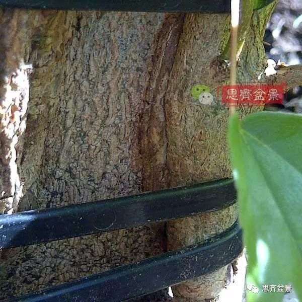 图解 三角枫下山桩怎么靠接补干的方法