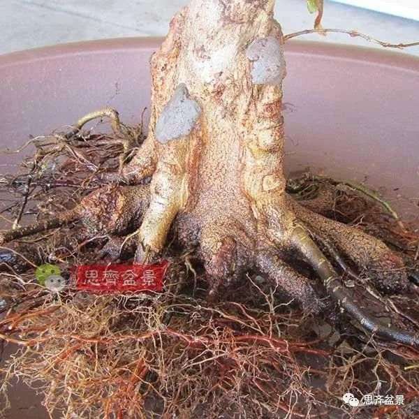 图解 三角枫下山桩怎么靠接补干的方法