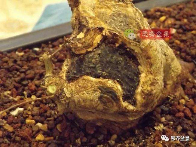 图解 三角枫下山桩怎么靠接补干的方法