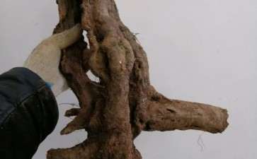 山楂下山桩怎么能养活的3个方法 图片