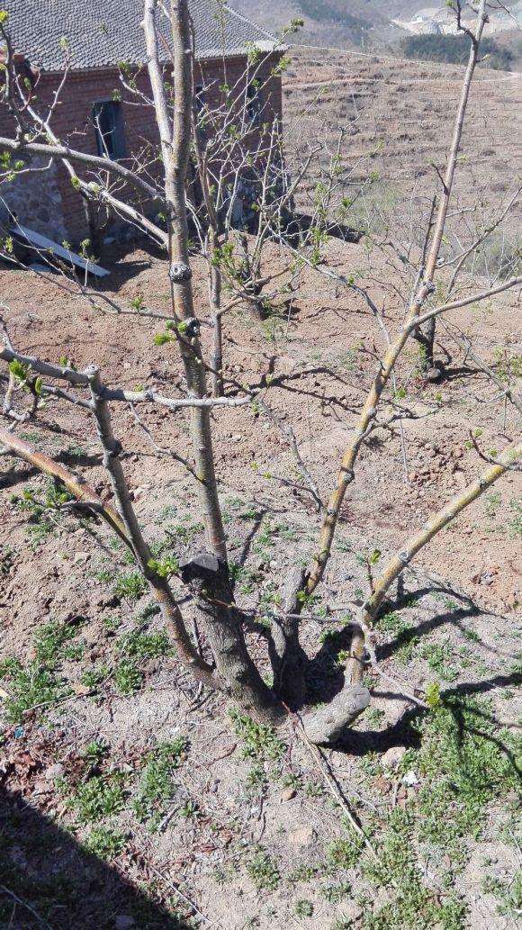 这些山楂下山桩可以做盆景吗