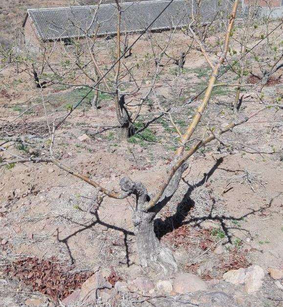 这些山楂下山桩可以做盆景吗