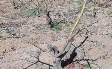 这些山楂下山桩可以做盆景吗 图片