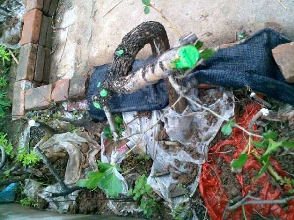 今天下山个野山楂下山桩