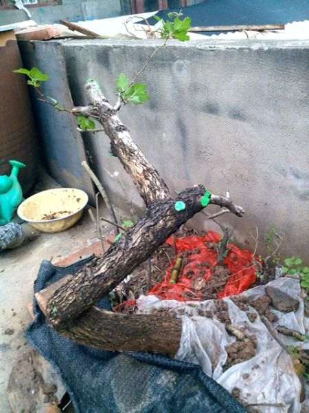 今天下山个野山楂下山桩