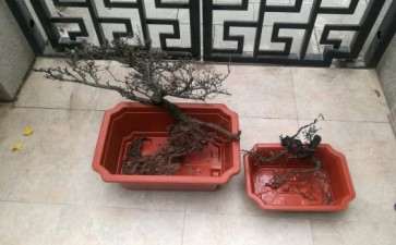 野山楂下山桩可以用河沙吗 图片