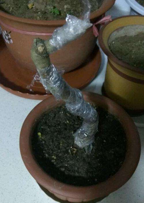 野山楂下山桩叶更萎枯