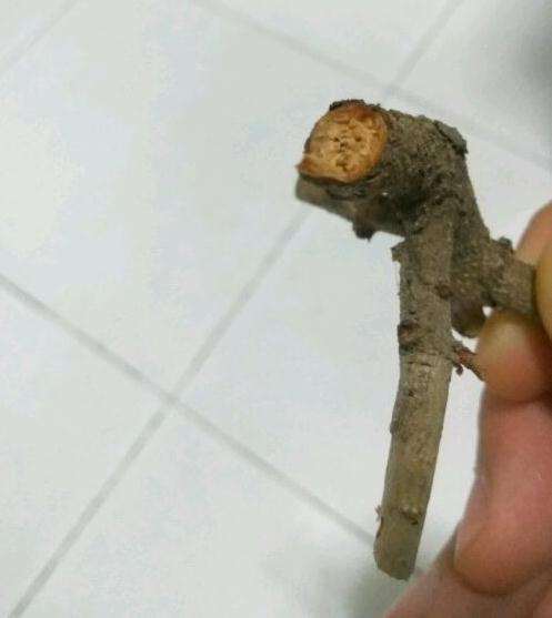 野山楂下山桩叶更萎枯 套袋也不行