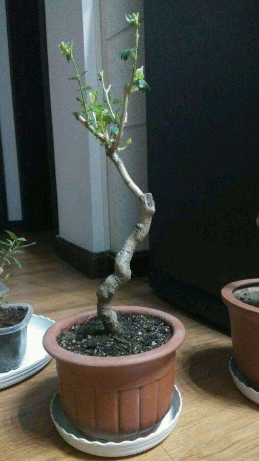 野山楂下山桩叶更萎枯