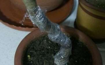 野山楂下山桩叶更萎枯 套袋也不行