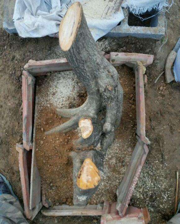 一棵山楂下山桩成型需要几年