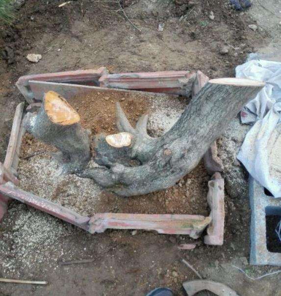 一棵山楂下山桩成型需要几年