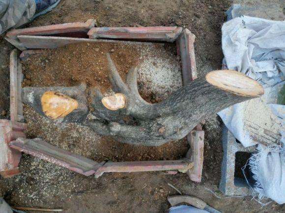 一棵山楂下山桩成型需要几年