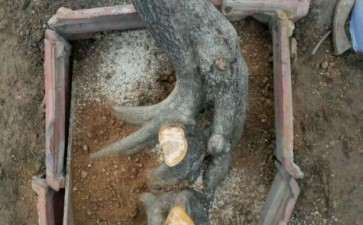 一棵山楂下山桩成型需要几年 图片