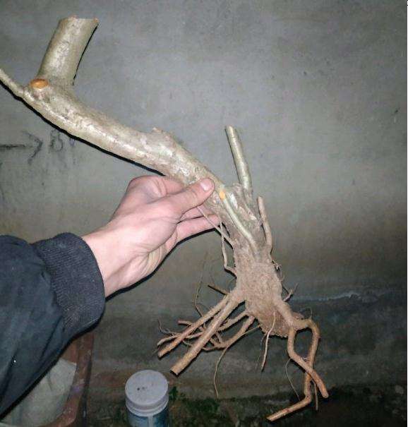 我设计的山楂下山桩构图