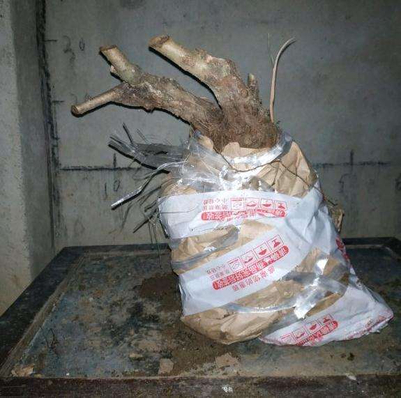 我设计的山楂下山桩构图