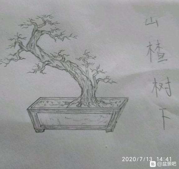 我设计的山楂下山桩构图