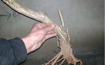 我设计的山楂下山桩构图 可以吗 图片