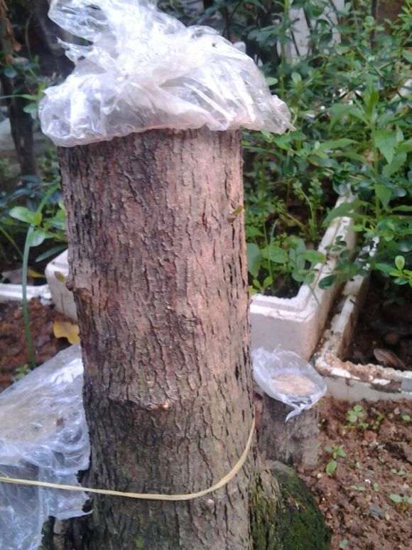 3颗山楂下山桩 怎么养