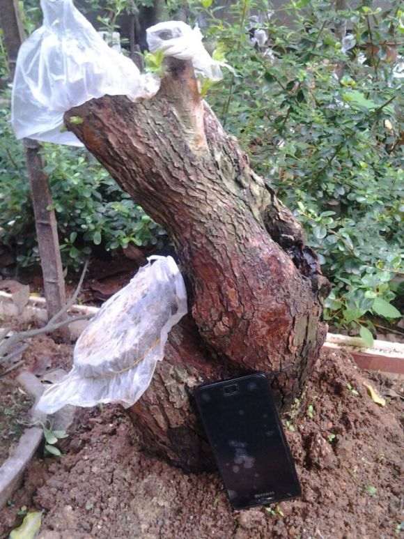 3颗山楂下山桩 怎么养