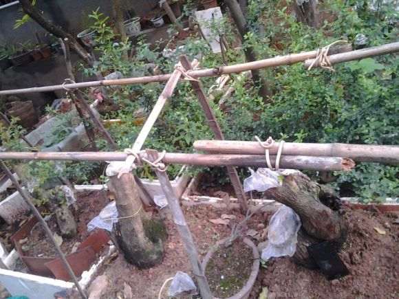 3颗山楂下山桩 怎么养