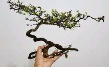 野山楂下山桩上盆第三天了 可以吗 图片