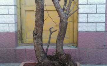 刚下山的山楂鼠李下山桩 可以吗 图片