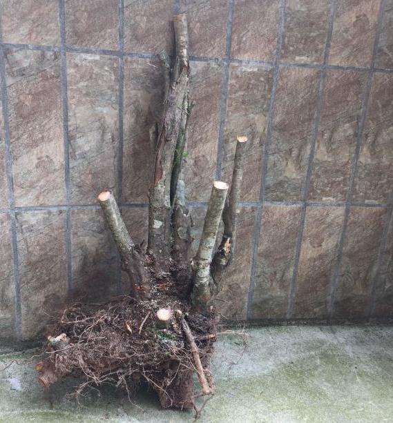 野山楂下山桩现在种有几成成活希望