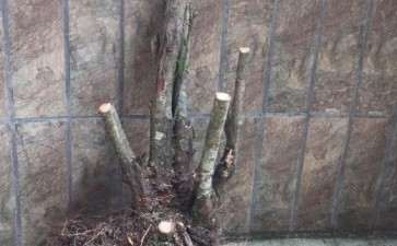 野山楂下山桩现在种有几成成活希望 图片