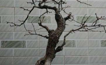 盆景在线上买的山楂下山桩 可以吗 图片