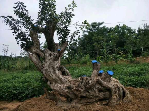 大型山楂下山桩 4000元