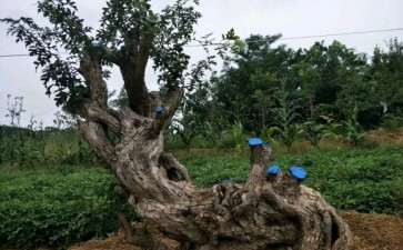 大型山楂下山桩 4000元 贵吗 可以吗