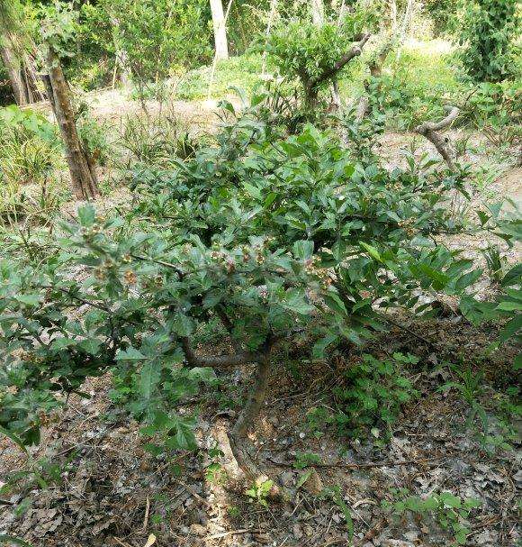 下山两年的野山楂下山桩 开花结果 图片