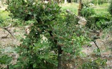 下山两年的野山楂下山桩 开花结果 图片