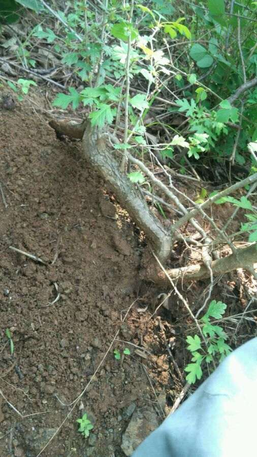 发现一颗小山楂卧龙下山桩