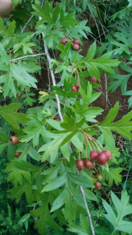 发现一颗小山楂卧龙下山桩