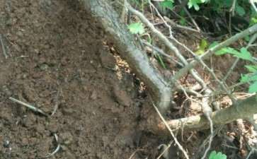 发现一颗小山楂卧龙下山桩 可挖吗 图片